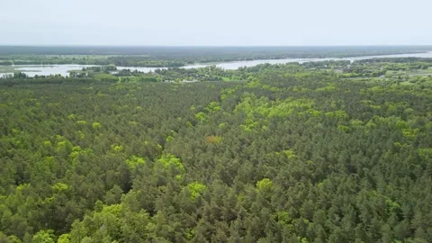 Green forest with a river in the distance Stock Footage 317687658