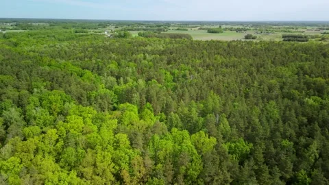 Green forest with a river in the distance Stock Footage 317688035