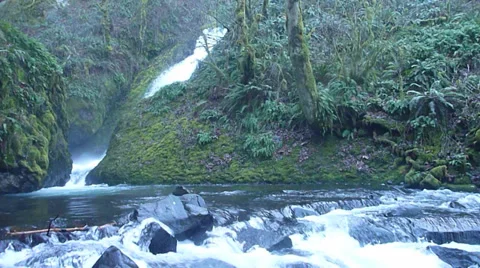 Green Forest River Stock Footage 34251781