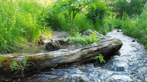 Green Forest River Stock-Footage 40312934