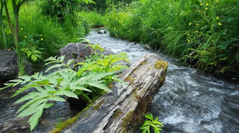 Green Forest River Video stock 40326906