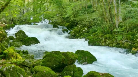 Green forest river 動画素材 145054060