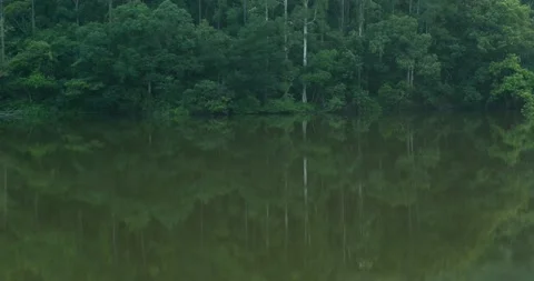 Green forest with the river lake reflection Stock Footage 138370595