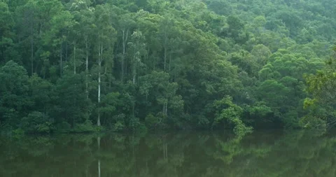 Green forest with the river lake reflection Stock Footage 138371257