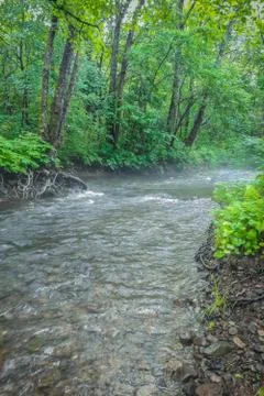 Green forest river. Stock Photos