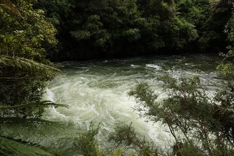 Green Forest River Rapids Viewed Bank Foto stock