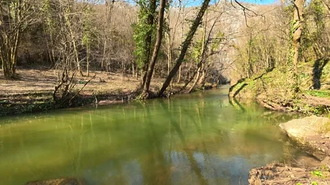 Green Forest River With Reflections – Slow Tilt Up on Sunny Day Vídeo Stock 330952666