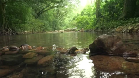 Green forest river stream landscape Stock Footage 152576679