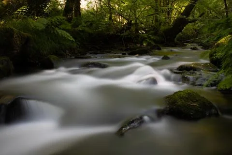 Green forest with river at sunset Stock Photos