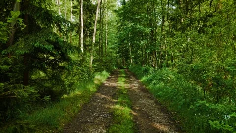 Green forest road glowing in sunlight between tall trees. Dirt trail cutting Stock Footage 315464642