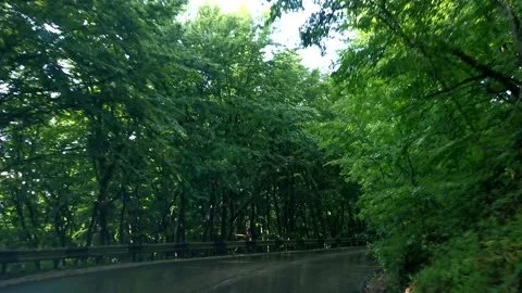 Green forest road trip Stock Footage 234040683