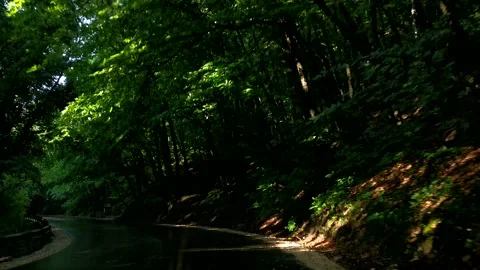 Green forest road trip. Stock-Footage 234040742