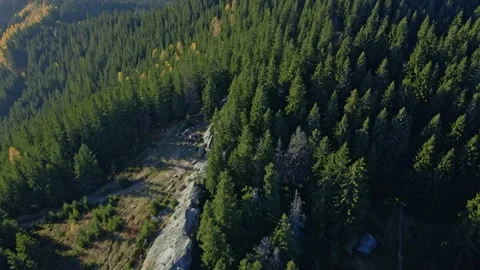 Green Forest with rocks. Stock Footage 165164666