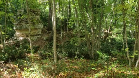 Green forest with rocky cliff, trees, sunlight, summer nature landscape Stock Footage 319983333