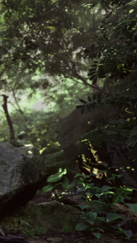 Green forest scene with rocks and plants during daytime near sunlight Stock Footage 331639387