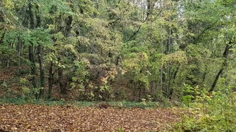 Green forest scenery with dense foliage and peaceful natural landscape Stock Footage 321551775