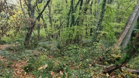 Green forest scenery with dense vegetation and tall ivy-covered trees Stock Footage 321551741