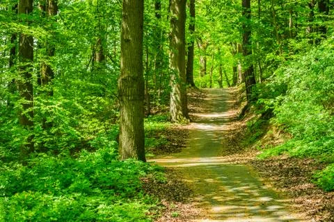 Green forest scenery with path through trees on a beautiful sunny day Stock Photos