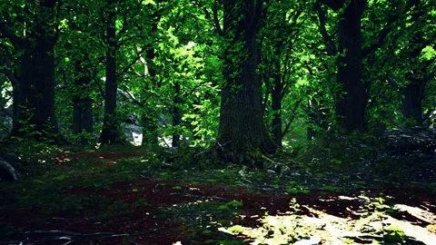 Green forest scenery with the sun casting beautiful rays through the foliage Stock Footage 249093069