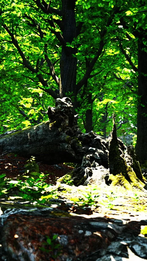 Green forest scenery with the sun casting beautiful rays through the foliage Stock Footage 274264061