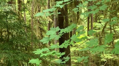 Green Forest Scenic Video stock 934644