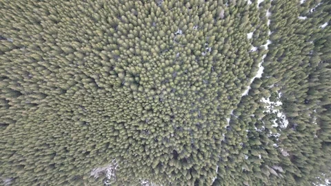 A green forest is seen from above, with path in the snow on the ground Stock Footage 240644573