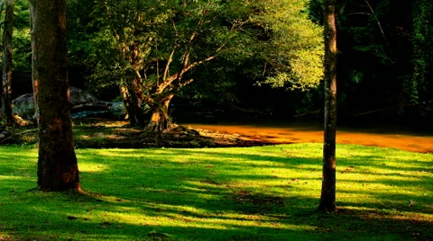 Green Forest With Shadows And Sun Video stock 45820761