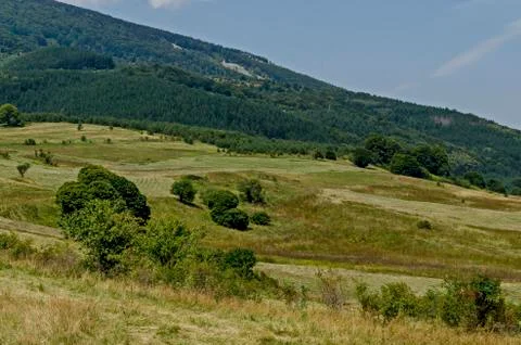 Green forest, single trees in the fresh glade with different grass blossom Foto stock