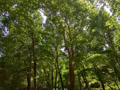 Green Forest &amp; Sky Foto stock