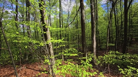 Green forest with slender trees, tree canopy, foliage and undergrowth Stock Footage 332905450