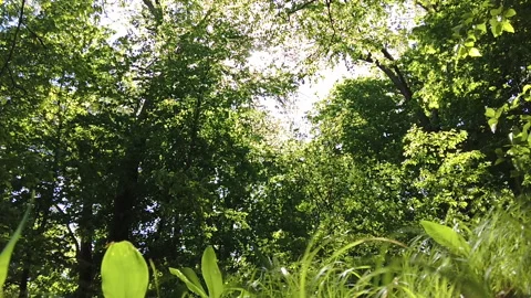 GREEN FOREST SLOW MO 스톡 동영상 194934723