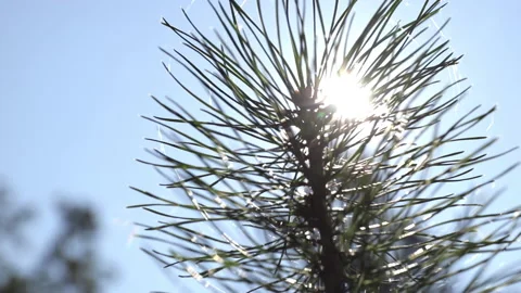 Green forest. Small coniferous trees through which the sun's rays pierce Stock Footage 196239043