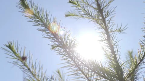 Green forest. Small coniferous trees through which the sun's rays pierce Stock Footage 196239116