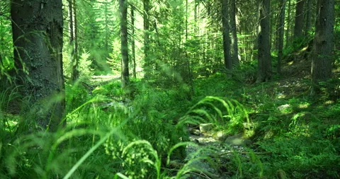 Green forest with a small river Stock Footage 248082689