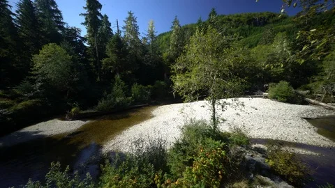 Green forest with small stream on a sunny day Stock Footage 97599429