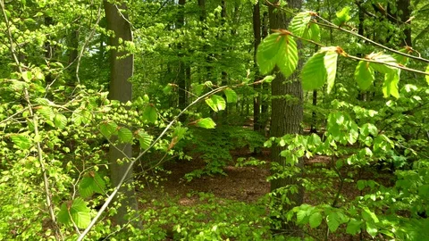 Green Forest in spring - Deciduous Trees - moving camera to ground level Stock Footage 129883358