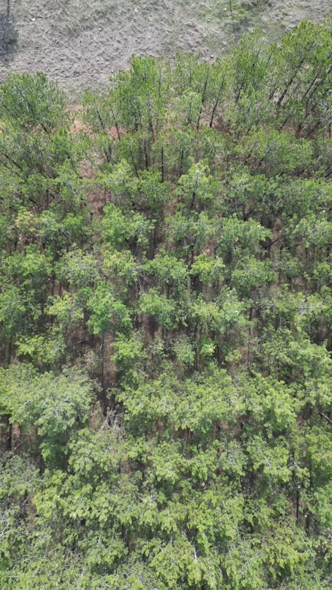 Green forest in spring Stock Footage 269818170