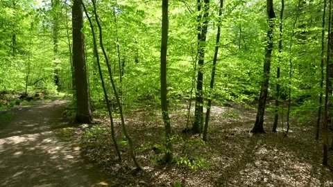 Green Forest in Spring - Forest Trees and Landscape Stock Footage 137739997