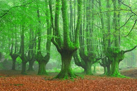 Green forest in spring Stock Photos