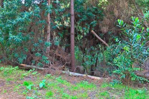 Green forest in the spring Stock Photos