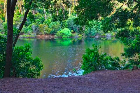 Green forest in the spring Stock Photos