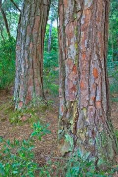 Green forest in the spring Stock Photos