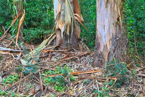 Green forest in the spring Stock Photos