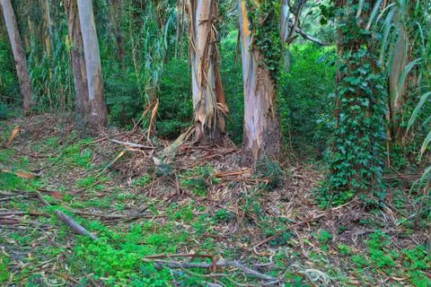 Green forest in the spring Stock Photos