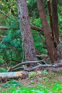 Green forest in the spring Stock Photos