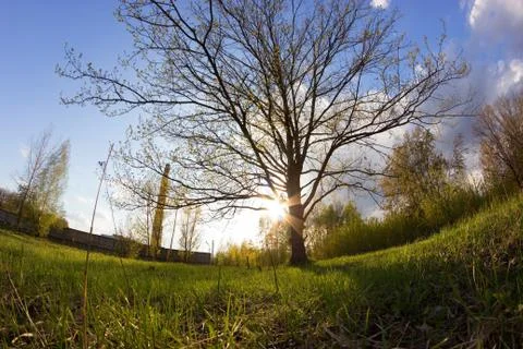 Green forest in spring Stock Photos