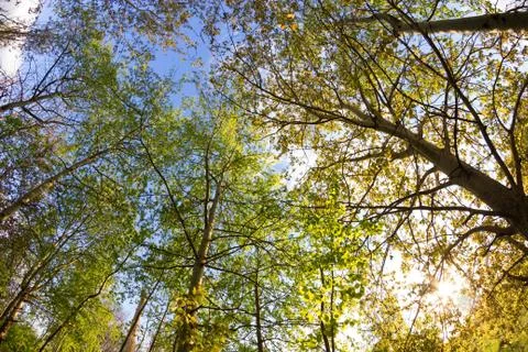 Green forest in spring Stock Photos