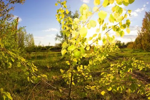 Green forest in spring Stock Photos