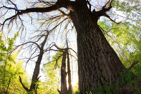Green forest in spring Stock Photos