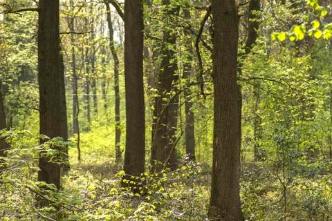 Green forest in spring Stock Photos